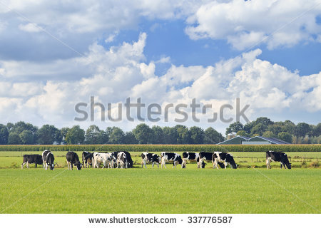 Cows in a feild